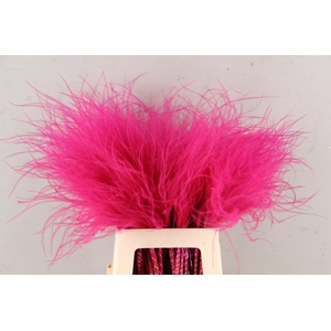 DF Stypha 60cm Bs Cerise