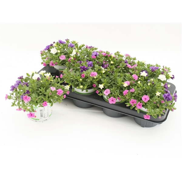 <h4>Calibrachoa Trixi Petticoat</h4>