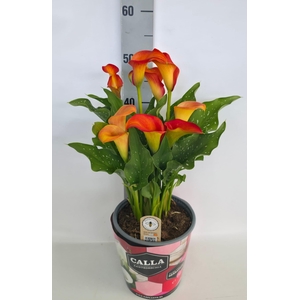 Zantedeschia 19cm potcover Roze - Oranje