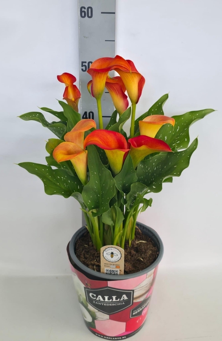 <h4>Zantedeschia 19cm potcover Roze - Oranje</h4>