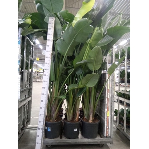 Strelitzia nicolai