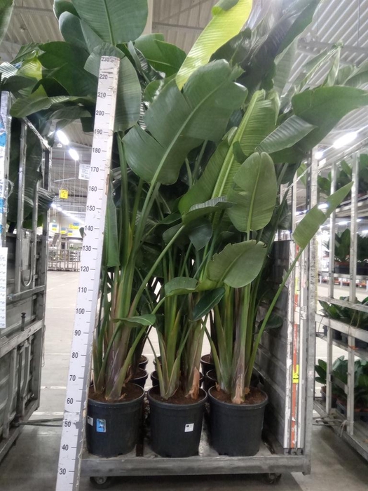 <h4>Strelitzia nicolai</h4>
