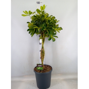 Schefflera arbor. 'Gold Capella'