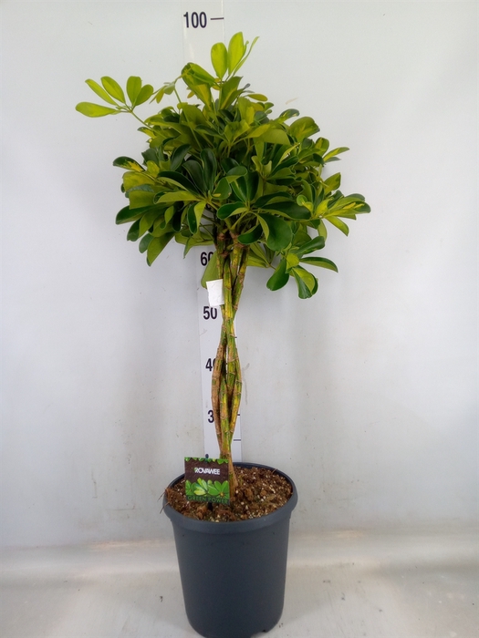 <h4>Schefflera arbor. 'Gold Capella'</h4>