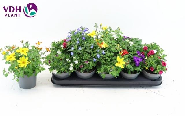 <h4>PERKPL GEM IN POT</h4>