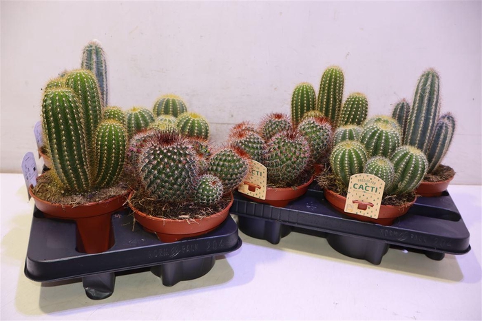 <h4>arr8 Cactus Gem</h4>