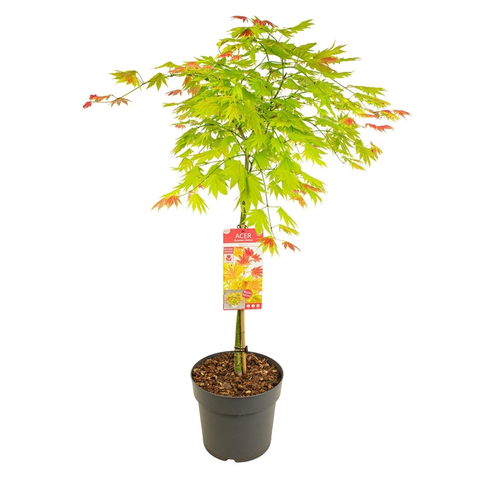 <h4>Acer palm. 'Moonrise'</h4>