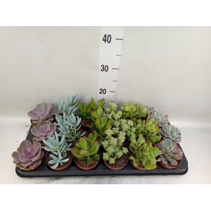 Succulents   ...mix 6