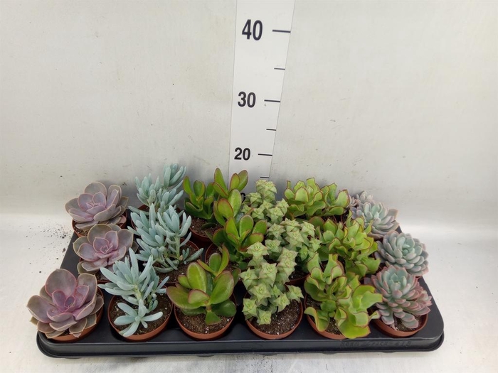 <h4>Succulents   ...mix 6</h4>