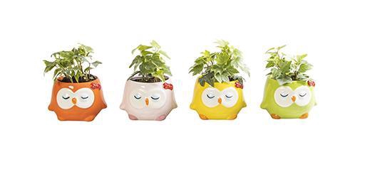 <h4>HEDERA P6 L 65869</h4>