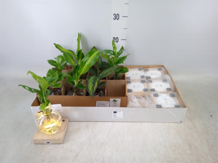 <h4>Planten  ..mix</h4>