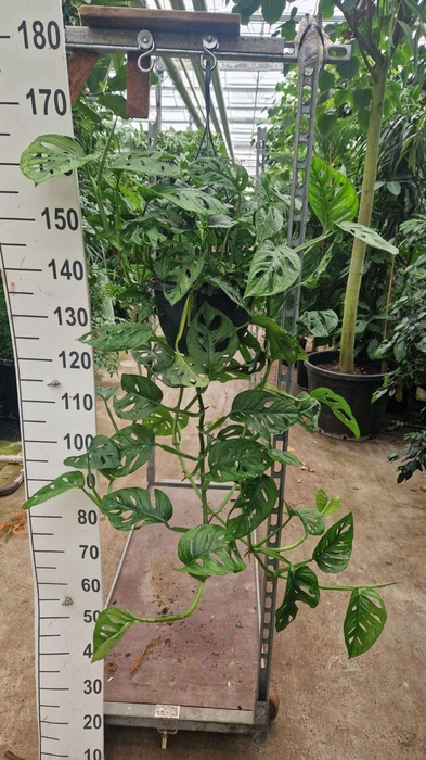 <h4>Monstera obliqua Monkey Leaf</h4>