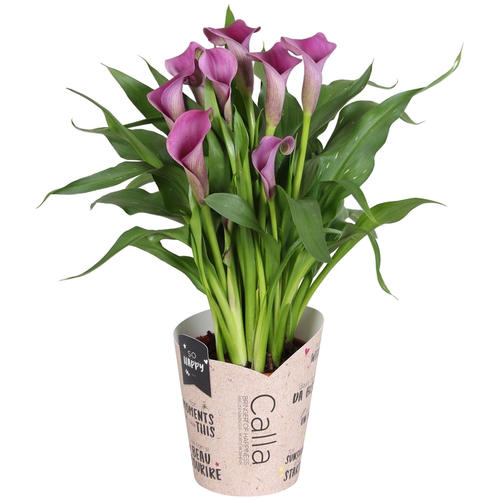 <h4>Zantedeschia Paco SoHappyCalla paars met bruine gift potcover</h4>