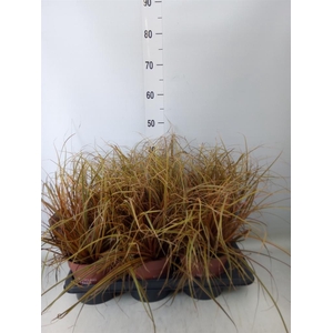 Uncinia rubra 'Everflame'