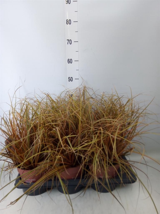 <h4>Uncinia rubra 'Everflame'</h4>