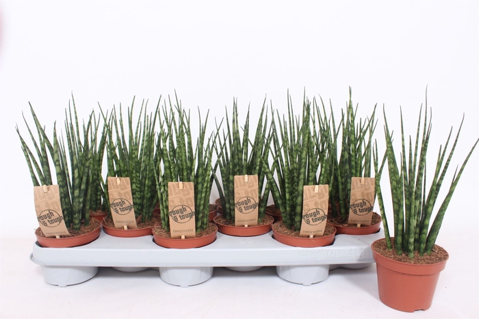 <h4>Sansevieria  'Fernwood'</h4>