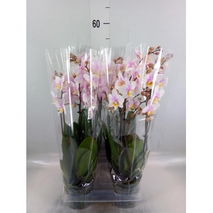 Phalaenopsis multi. 'Ant San Jose'