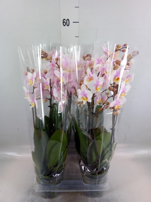 <h4>Phalaenopsis multi. 'Ant San Jose'</h4>