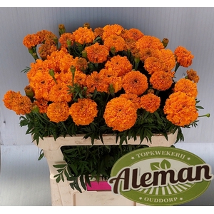 Tagetes Promise Orange Teunis Aleman