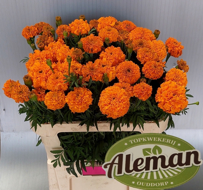 <h4>Tagetes Promise Orange Teunis Aleman</h4>