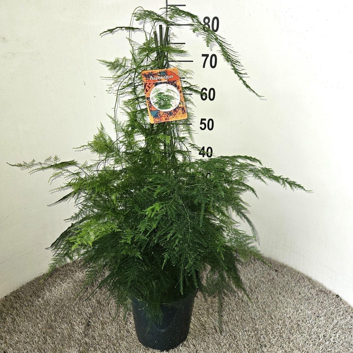 <h4>ASPAR SETACEUS</h4>