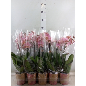 Phalaenopsis multi. 'Ant Treviso'