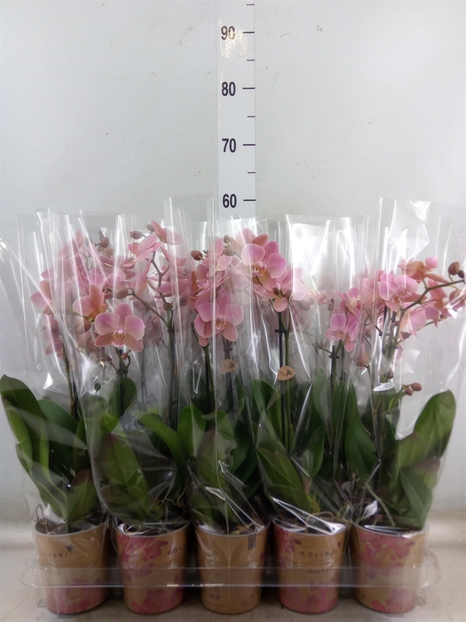 <h4>Phalaenopsis multi. 'Ant Treviso'</h4>