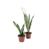 SANSEVIERIA ZEYLANICA P15