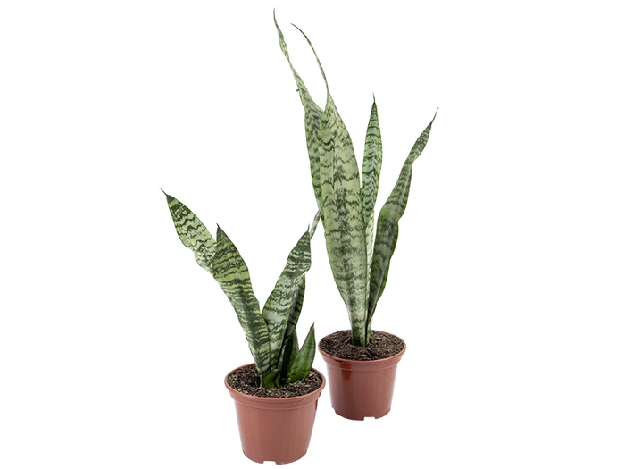 SANSEVIERIA ZEYLANICA P15