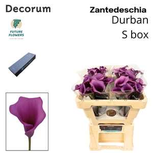 ZANT DURBAN SMALL BOX 50 CM 20 ST.