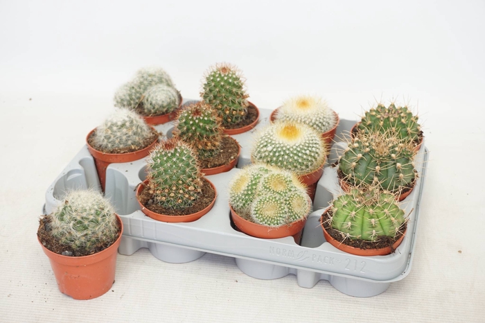 <h4>CACTUS GEM 4 SRT</h4>