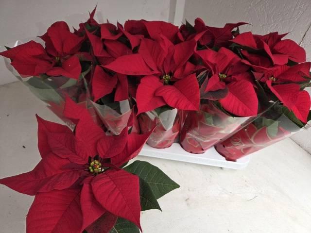 <h4>EUPHOR P MARS</h4>