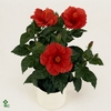 Decorum Hibiscus Bordeaux rood SCHAAL