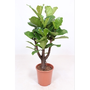 Ficus Lyrata Vertakt