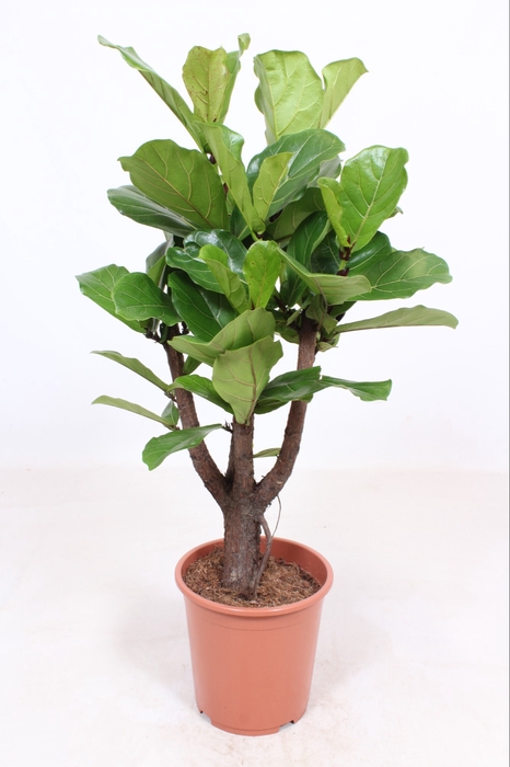 <h4>Ficus Lyrata Vertakt</h4>