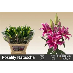 Li Or Du Rl Natascha