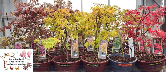 <h4>ACER PALMATUM</h4>