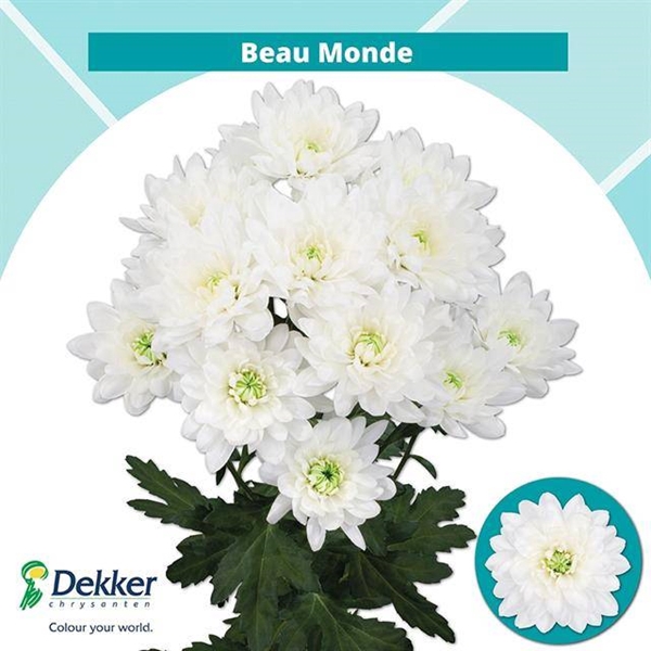 <h4>CHR T BEAU MONDE</h4>