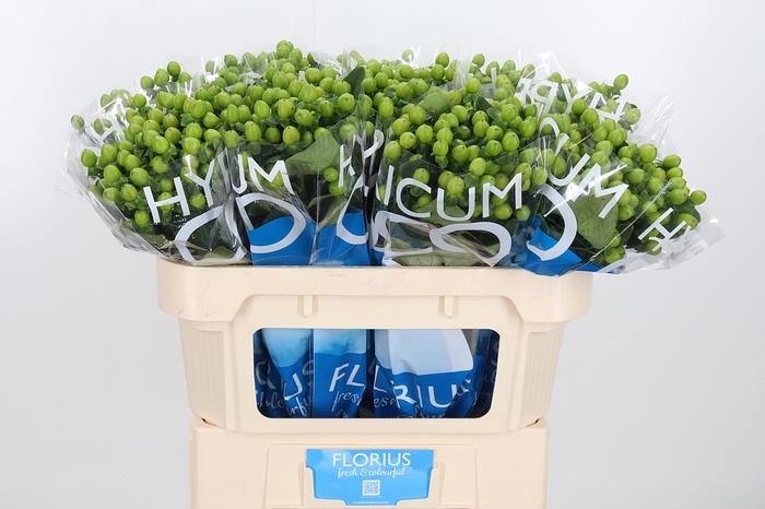 <h4>Hyp Coco Bamboo</h4>