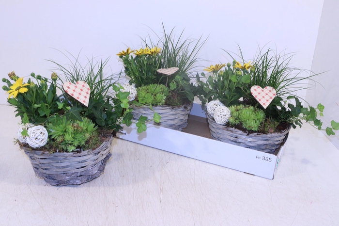 <h4>ARR TUINPLANTEN</h4>