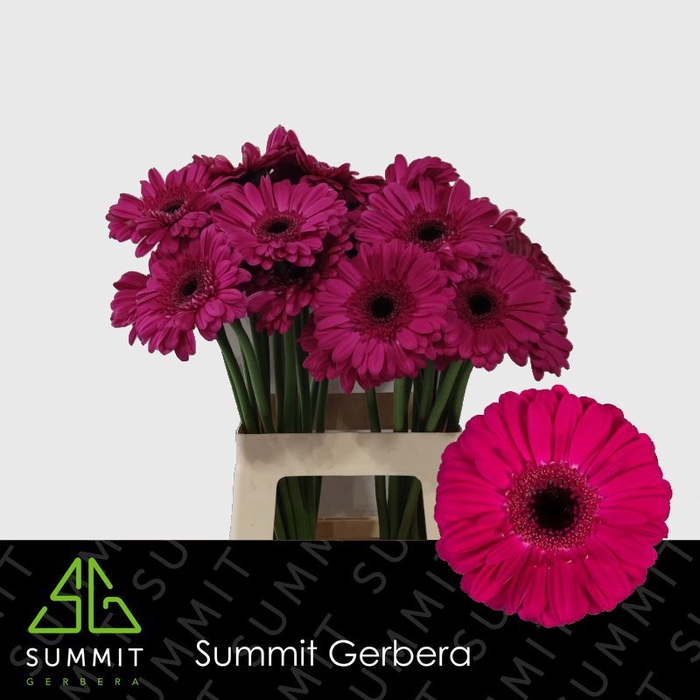 <h4>Gerbera Zico Water x40</h4>
