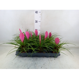 Tillandsia cyanea 'Vincent'