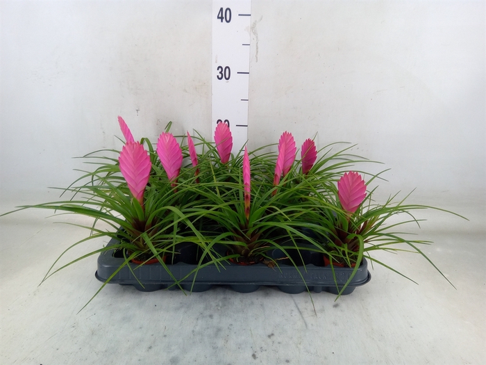 <h4>Tillandsia cyanea 'Vincent'</h4>