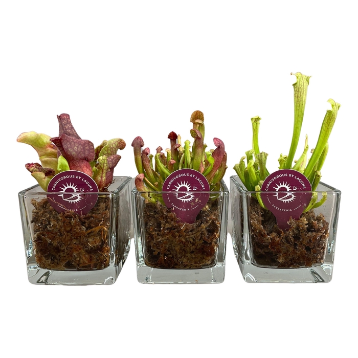 <h4>SARRACENIA OV</h4>