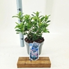 Viburnum Anvi