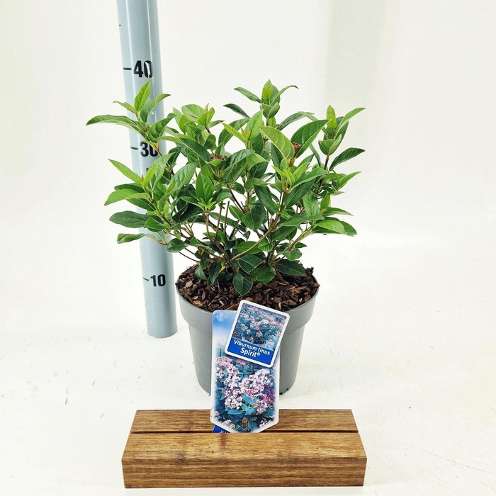 <h4>Viburnum Anvi</h4>