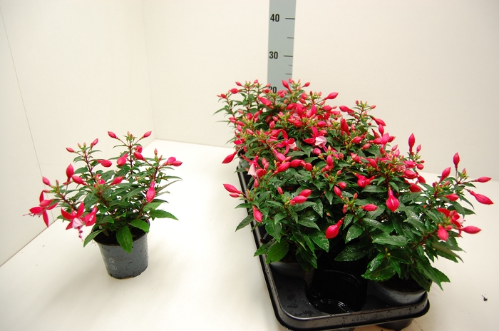 <h4>FUCHSIA OV</h4>