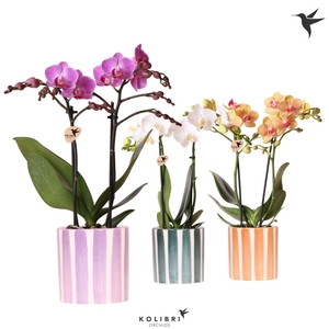 Kolibri Orchids Phalaenopsis mix 2 spike in Painted Stripe mix
