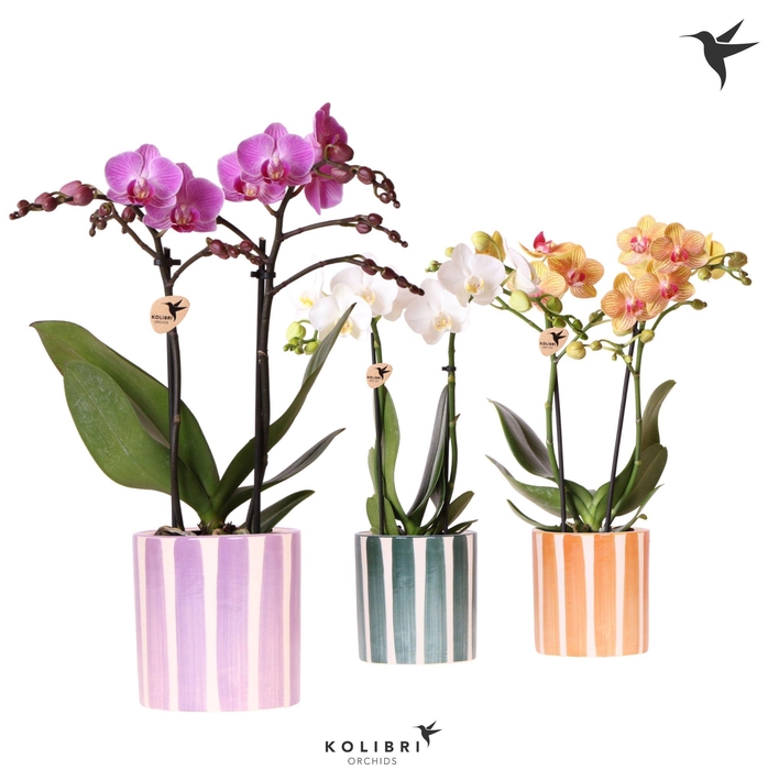 <h4>Kolibri Orchids Phalaenopsis mix 2 spike in Painted Stripe mix</h4>