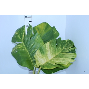 FOLHAGEM JIBOIA 070 CM